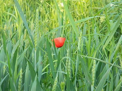 Mais, Frühling, Makro, Mohn, Blume, rot, Natur, blüht, Pflanze, Nahansicht, Grün, blühen, Sommerblume, Schönheit, Detail von, Landwirtschaft, Weizen, Wachstum, Feld, Gras, grüne Farbe, Frische, Schönheit in der Natur, Land, keine Leute, Tag, Lebensmittel, blühende Pflanze, Verletzlichkeit, Zerbrechlichkeit, Obst, draußen, reif, Grashalm, 4K, CC0, gemeinfrei, lizenzfrei