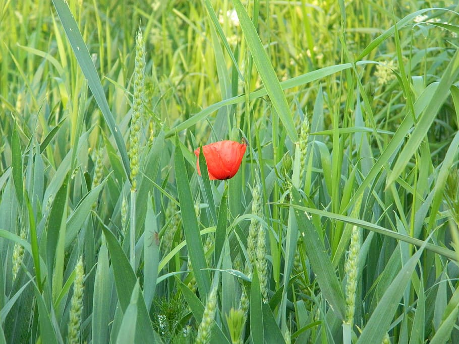 majs, forår, makro, valmue, blomst, rød, natur, blomstrer, plante, tæt på, grøn, flor, sommerblomst, skønhed, detalje af, landbrug, hvede, vækst, Mark, græs, grøn farve, friskhed, skønhed i naturen, jord, ingen mennesker, dag, mad, blomstrende plante, sårbarhed, skrøbelighed, frugt, udendørs, moden, græsblad, 4K