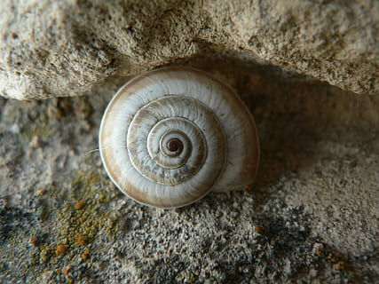 snegl, formularer, centrum, dyreliv, dyr, spiralformet, dyre temaer, hvirvelløse, solid, skal, dyreskal, mollusk, klippe, et dyr, rock-objekt, natur, tæt på, ingen mennesker, dyr i naturen, havsnegle, mønster, jord, udendørs, marine, 1080P, CC0, offentligt domæne, royaltyfrie