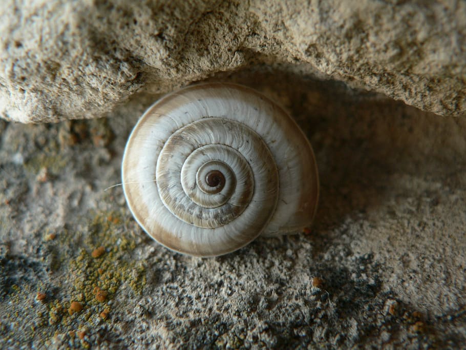 cargol, formes, centre, fauna animal, animal, espiral, temes d'animals, invertebrat, sòlid, shell, closca d’animals, mol·lusc, rock, un animal, rock - object, naturalesa, primer pla, cap gent, animals a la natura, gasteròpode, patró, terra, a l'aire lliure, marí, 1080P