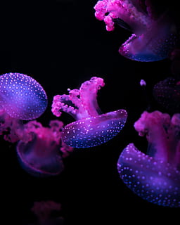 Rosa, Quallen, schwimmend, unter wasser, Nahansicht, Fotografie, Qualle, lila, Tier, Meer, Tentakel, Natur, Tierwelt, schwimmendes Tier, cnidarian, Blau, Aquarium, giftig, Leben im Meer, Fisch, Wasser, Wasser-, stechend, unterseeisch, Tierthemen, Tiere in freier Wildbahn, wirbellos, Marine, Schwimmen, Gruppe von Tieren, keine Leute, schwarzer Hintergrund, Schönheit in der Natur, auf dem Wasser schwimmen, 2K, CC0, gemeinfrei, lizenzfrei