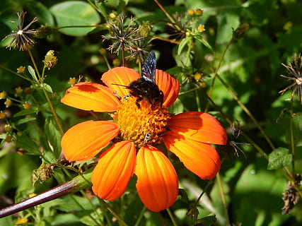 Blume, Feld, Insekt, Biene, Hummel, Frische, Pflanze, Natur, Schönheit in der Natur, Wachstum, blühende Pflanze, Zerbrechlichkeit, ein Tier, Tierthemen, wirbellos, Tiere in freier Wildbahn, Tierwelt, Verletzlichkeit, Blütenblatt, Tier, Blütenkopf, Nahansicht, Blütenstand, Fokus auf den Vordergrund, keine Leute, Bestäubung, Pollen, Tierflügel, draußen, Schmetterling - Insekt, Schmetterling, 4K, CC0, gemeinfrei, lizenzfrei