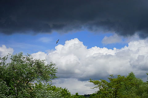 acoperit de nori, nori întunecați, nori, cer, redirecţiona, furtună, alb, albastru, gri, cumulus nori, thundercloud, natură, nor - cer, Cloudscape, în aer liber, scenics, vară, vreme, zi, fundaluri, copac, zbor, pasăre, animale tematice, animale vertebrate, plantă, vedere unghiulară joasă, animale sălbatice, animal, animale în sălbăticie, nici o persoana, un animal, frumusețe în natură, Culoarea verde, liniște, 5K, CC0, domeniu public, fără drepturi de autor