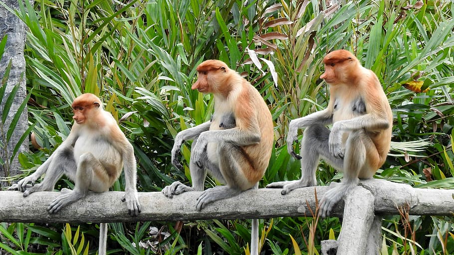 Borneo, sepilok, mico de la probòssia, fauna animal, unió, animals a la natura, temes d'animals, dia, longitud completa, primat, mamífer, grup d’animals, assegut, vertebrats, arbre, planta, cap gent, naturalesa, material de fusta, animal jove, dos animals, a l'aire lliure, família d’animals, 4K