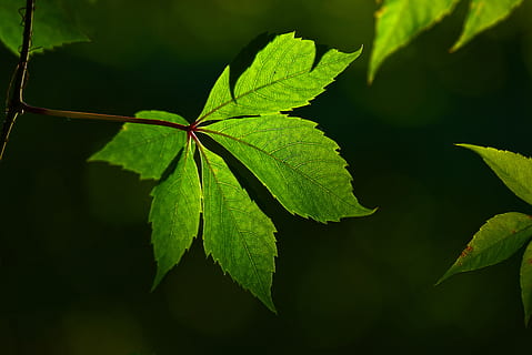 närbild foto, grön, leafed, växt, blad, ven, mönster, textur, bakgrundsbelysning, växtdel, grön färg, tillväxt, närbild, natur, skönhet i naturen, inget folk, dag, utomhus, friskhet, solljus, selektiv fokusering, fokusera på förgrunden, högvinkelvy, bladvenen, bräcklighet, sårbarhet, löv, 5K, CC0, offentligt domän, royaltyfria