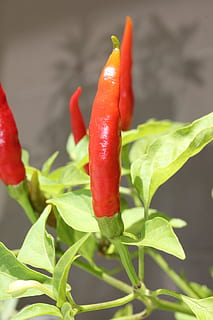 Chilli, papryka, czerwony, Zielony, pieprz, papryczka chili, jedzenie, jedzenie i picie, przyprawa, część rośliny, warzywo, liść, świeżość, zbliżenie, czerwona papryka chili, wzrost, zielony kolor, roślina, żadnych ludzi, Natura, piękno natury, czerwony pieprz, dzień, dojrzały, 2K, CC0, domena publiczna, darmowe zdjęcia