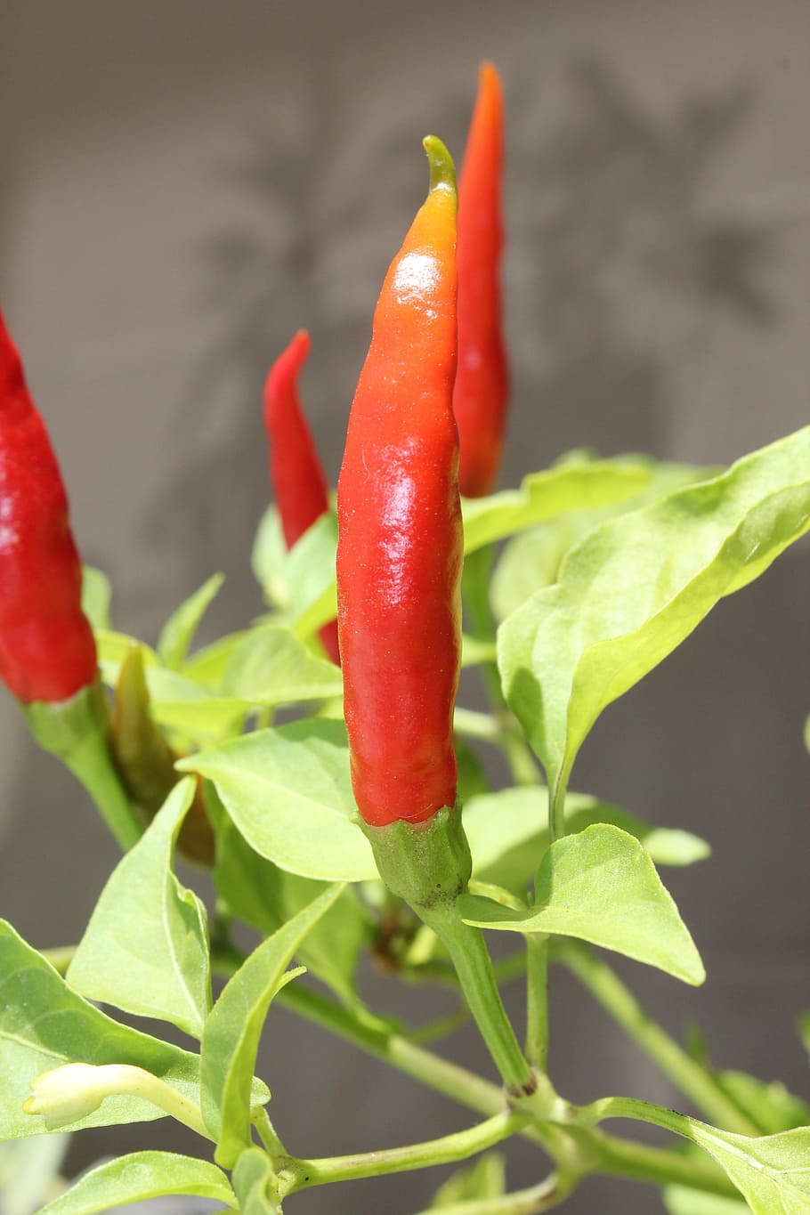 Chilli, papryka, czerwony, Zielony, pieprz, papryczka chili, jedzenie, jedzenie i picie, przyprawa, część rośliny, warzywo, liść, świeżość, zbliżenie, czerwona papryka chili, wzrost, zielony kolor, roślina, żadnych ludzi, Natura, piękno natury, czerwony pieprz, dzień, dojrzały, 2K