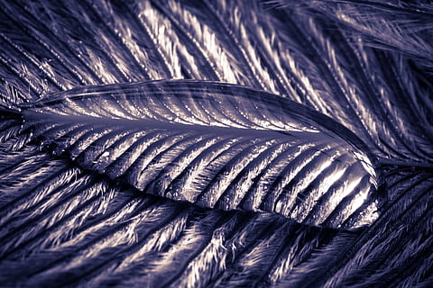 strauss spring, gocciolare, piuma, vicino, macro, sfondo, goccia d'acqua, struttura, piuma d'uccello, liquido, sfondi, fotogramma intero, avvicinamento, modello, nessuno, morbidezza, strutturato, natura, metallo, astratto, leggero, all'aperto, vulnerabilità, contorto, giorno, fragilità, modello naturale, natura morta, acciaio, lega, color argento, 4K, CC0, dominio pubblico, privo di copyright