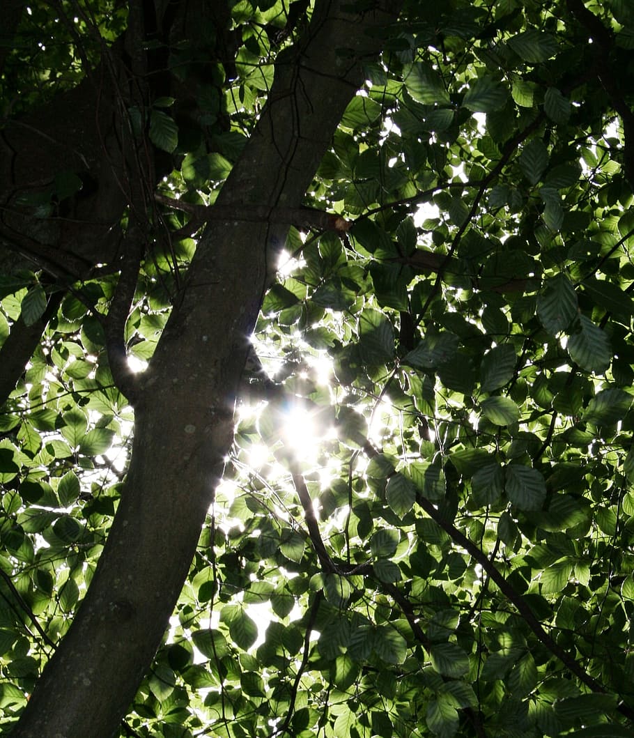 llum solar, arbres, dappled, naturalesa, bosc, sol, verd, natural, fullatge, a l'aire lliure, full, llum, temporada, medi ambient, dia, arbre, planta, creixement, vista d’angle baix, bellesa a la natura, part de la planta, branca, color verd, cap gent, tranquil·litat, tronc, terra, tronc de l'arbre, raig de sol, streaming, copa de l'arbre, lluminós, 1080P