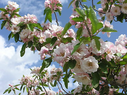 cranc, poma, arbre, cranc, poma, arbre, naturalesa, primavera, color rosa, flor, branca, cap de flor, pètal, planta, flor de cirerer, temporada, a l'aire lliure, Japó, primer pla, frescor, bellesa a la natura, cirera, full, fragilitat, planta amb flors, vulnerabilitat, creixement, cel, cap gent, dia, cirerer, pol·len, Ram de flors, 1080P, CC0, domini públic, lliure de regalies