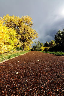 path, trail, walking, running, yellow, leaves, cloudy, sky, gravel, biking, bike, empty, ominous, tree, plant, nature, the way forward, change, autumn, direction, beauty in nature, no people, growth, tranquility, day, road, tranquil scene, leaf, transportation, cloud - sky, land, plant part, diminishing perspective, outdoors, surface level, 4K, CC0, public domain, royalty free