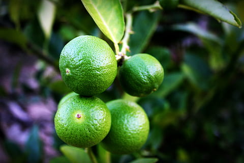 Citron, skive, grøn, hel, hvid, blad, citrus, frugt, tæt på, isolerede, moden, løv, ingen, tropisk, studie, fuld, halvt, afsnit, skære, plante, baggrund, afdeling, natur, mad, rå, mad og drikke, sund kost, friskhed, vækst, grøn farve, landbrug, citrus frugt, plante del, træ, ingen mennesker, velvære, fokus på forgrunden, frugt træ, udendørs, 2K, CC0, offentligt domæne, royaltyfrie