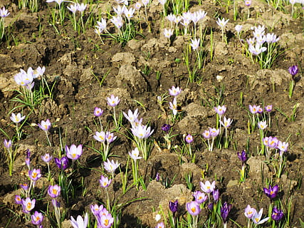 spring, spring flower, crocus, flowering plant, flower, plant, freshness, vulnerability, fragility, growth, beauty in nature, field, land, petal, nature, no people, white color, flower head, day, close-up, inflorescence, springtime, outdoors, purple, flowerbed, 4K, CC0, public domain, royalty free