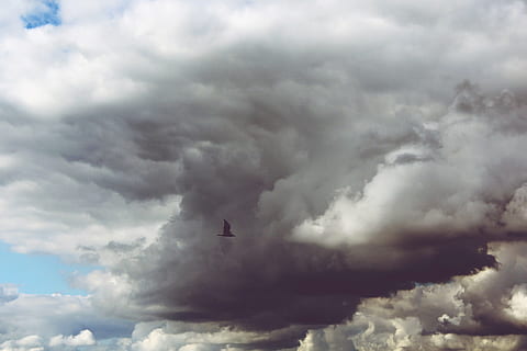Foto, columbus skyer, skyer, himmel, regn skyen, mørke skyer, blå, overdækket himmel, fugl, måge, flyvningen, flyve, vand fugl, vingeslag, dyr, natur, kyst, vinge, strand, hav, fjer, sø, hvid, fjerdragt, farvande, efterår, sky - himmel, flyvende, skønhed i naturen, transportmidler, luftfartøj, transportform, storm, ingen mennesker, fly, Midt i luften, udendørs, overskyet, lav vinkel visning, scenics - natur, storm sky, dag, tordenvejr, ildevarslende, 2K, CC0, offentligt domæne, royaltyfrie