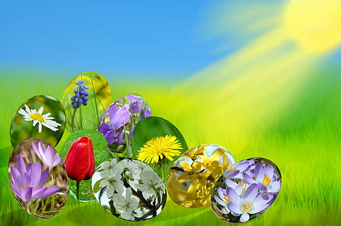 flors de colors variats, Pasqua, ous, primavera, sol, herba, verd, cel, blau, llum, tulipa, violeta, muscari, margarida, safrà, dent de lleó, forsythia, florint, fuet, flors, naturalesa, prat, flor, estiu, fons, planta, color verd, frescor, planta amb flors, multicolor, fons de colors, bellesa a la natura, cap gent, tir de l'estudi, groc, primer pla, color vibrant, porpra, còpia espai, cap de flor, fons blau, arranjament floral, 4K, CC0, domini públic, lliure de regalies