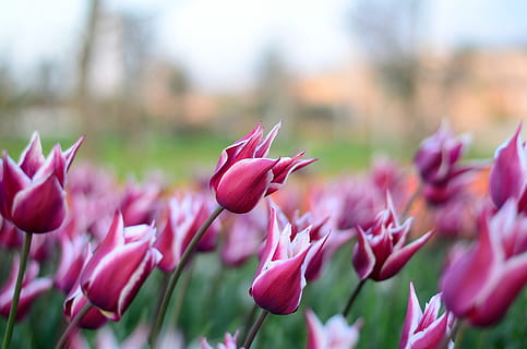 tulipaner, blomst, makro, tæt på, smuk, forår, grøn, blade, mønster, plante, forår blomster, farver, levende farve, blomster, daisy, chichewa garden, natur, rød, Kalkun, baggrund, lilla tulipaner, lyserød farve, blomsterhoved, skønhed i naturen, udendørs, kronblad, sommer, multi farvet, sæson, tulipan, botanik, blomstre, friskhed, ingen mennesker, fokus på forgrunden, blomstrende plante, sårbarhed, skrøbelighed, vækst, blomsterstand, dag, blomsterseng, lilla, 2K, CC0, offentligt domæne, royaltyfrie