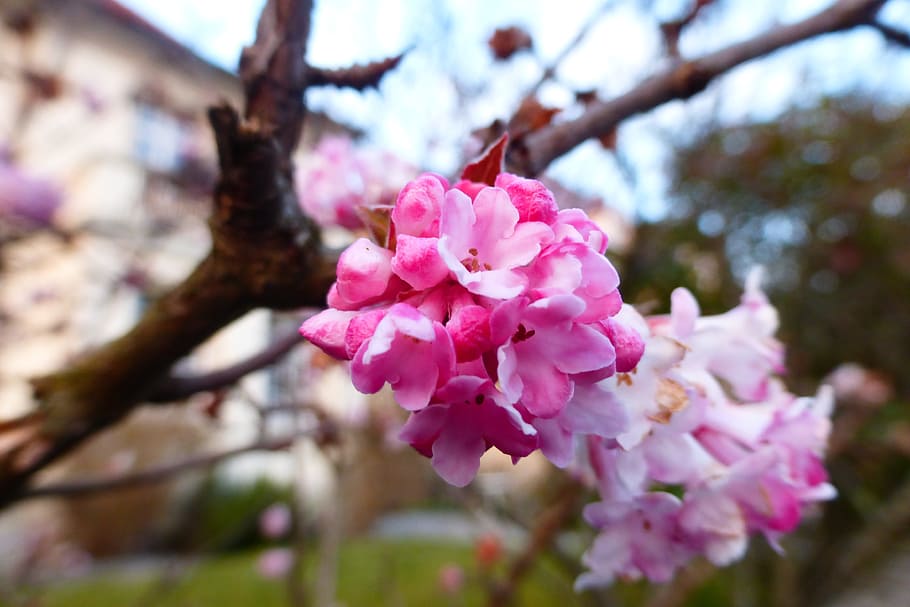 primavera, florir, rosa, blu, parc, flors, color rosa, flor, planta amb flors, planta, frescor, arbre, fragilitat, vulnerabilitat, bellesa a la natura, branca, creixement, primer pla, pètal, naturalesa, dia, centrar-se en primer pla, cap gent, inflorescència, flor de cirerer, a l'aire lliure, cap de flor, cirerer, 4K