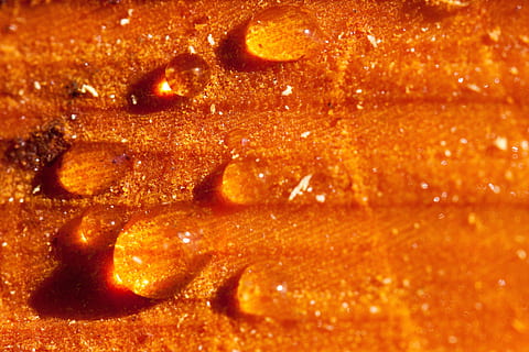 resina, bitume, potatura di alberi, taglio di primavera, lebendharzung, albero deciduo, ferita, scarico di resina, uscita harz, vicino, legna, tribù, oro, giallo, cibo e bevande, colore arancione, cibo, nessuno, avvicinamento, in casa, mangiare sano, Marrone, agrumi, fotogramma intero, freschezza, natura morta, arancia, frutta, creatività, sfondi, cibo dolce, celebrazione, benessere, tentazione, 4K, CC0, dominio pubblico, privo di copyright