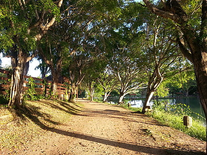 sentiero, strada, alberi, arbusti, paesaggio, natura, terra, azienda agricola, lago, stagno, albero, pianta, crescita, direzione, la strada davanti, la tranquillità, bellezza nella natura, tronco d'albero, giorno, luce del sole, nessuno, tronco, colore verde, scena tranquilla, mezzi di trasporto, ombra, all'aperto, prospettiva decrescente, treelined, lungo, 2K, CC0, dominio pubblico, privo di copyright