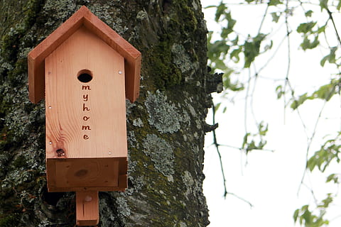 Voliere, Vogelfütterer, Nistkasten, Verschachtelungshilfe, Nistplatz, Tierschutz, einflugloch, Schutz, Vögel, Baum, Pflanze, Vogelhaus, Fokus auf den Vordergrund, keine Leute, Baumstamm, Holz - Material, Kofferraum, Natur, Tag, Nahansicht, draußen, Wachstum, Kommunikation, Ast, Zeichen, kalte Temperatur, Sicherheit, texturiert, Flachwinkelansicht, 1080P, CC0, gemeinfrei, lizenzfrei