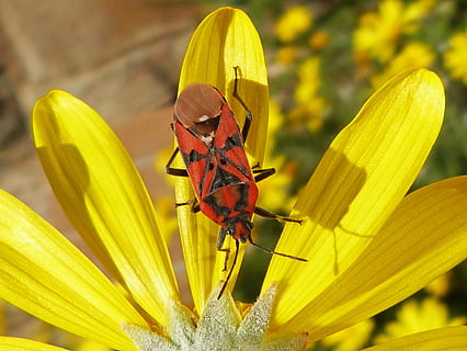 error, insecte, vermell, libar, margarida, flor groga, invertebrat, fauna animal, animals a la natura, temes d'animals, animal, flor, bellesa a la natura, un animal, planta amb flors, vulnerabilitat, fragilitat, primer pla, planta, cap de flor, pètal, frescor, naturalesa, groc, centrar-se en primer pla, pol·len, cap gent, ala dels animals, polinització, a l'aire lliure, papallona - insecte, 4K, CC0, domini públic, lliure de regalies