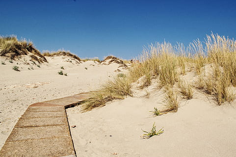 brown, concrete, walkway photo, daytime, walkway, photo, path, road, unknown, sand, dessert, beach, nature, landscape, success, direction, solution, pathway, journey, business, businessman, career, outdoor, leadership, future, strategy, field, horizon, leadership concept, success concept, desert, sand dune, arid climate, blue, plant, sky, clear sky, land, scenics - nature, tranquility, tranquil scene, no people, day, climate, beauty in nature, growth, environment, outdoors, marram grass, 5K, CC0, public domain, royalty free