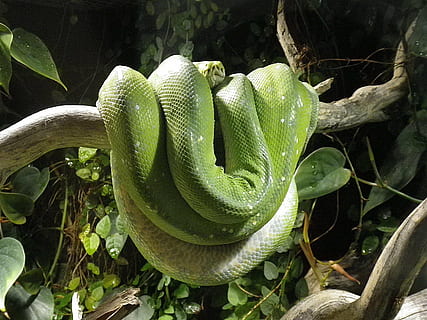 grøn, slange, træ gren, python, terrarium, kvælerslange, grøn træ python, krybdyr, natur, dyr, dyreliv, plante, grøn farve, plante del, vækst, blad, tæt på, ingen mennesker, dag, træ, dyr i naturen, dyre temaer, udendørs, hvirveldyr, et dyr, skønhed i naturen, giftig, 4K, CC0, offentligt domæne, royaltyfrie