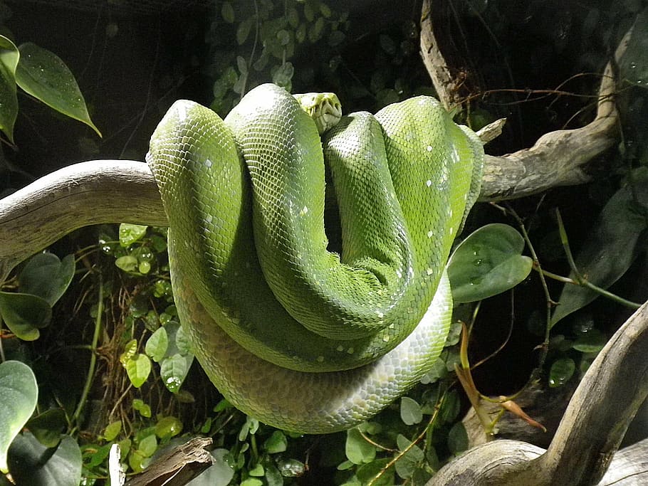 verd, serp, branca d'un arbre, python, terrari, constrictor, arbre verd pitó, rèptil, naturalesa, animal, vida salvatge, planta, color verd, part de la planta, creixement, full, primer pla, cap gent, dia, arbre, animals a la natura, fauna animal, temes d'animals, a l'aire lliure, vertebrats, un animal, bellesa a la natura, verinós, 4K