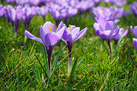 krokus, květiny, rostlina, jaro, frühlingsblüher, fialový, nachový, schwertlilie gewaechs, iridaceae, okrasné rostliny, květ, kvetoucí rostlina, svěžest, krása v přírodě, růst, okvětní lístek, duhovka, křehkost, Příroda, zranitelnost, detail, tráva, přistát, pole, květenství, nikdo, květu hlavy, venku, záhon, práce na zahradě, iris - rostlina, 5K, CC0, veřejná doména, bez autorských práv