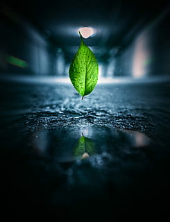 levitar folha, grafixart_photo, seletivo, foto de foco, queda, verde, folha, agua, poça, gotas, chuva, reflexão, parte da planta, natureza, ninguém, foco seletivo, fechar-se, molhado, cor verde, começos, noite, plantar, vulnerabilidade, fragilidade, solta, ao ar livre, beleza na natureza, frescura, fundo preto, 2K, CC0, domínio público, royalty free