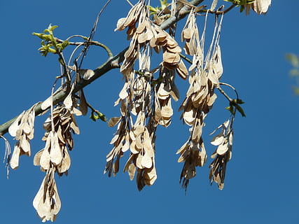 Ahornfrucht, trocken, Ahorn, Baum, Motor, Ast, Himmel, Natur, Pflanze, keine Leute, klarer Himmel, Blau, Tag, Flachwinkelansicht, Blatt, Sonnenlicht, Pflanzenteil, draußen, hängend, Fokus auf den Vordergrund, Nahansicht, Wachstum, sonnig, verwelkte Pflanze, 2K, CC0, gemeinfrei, lizenzfrei