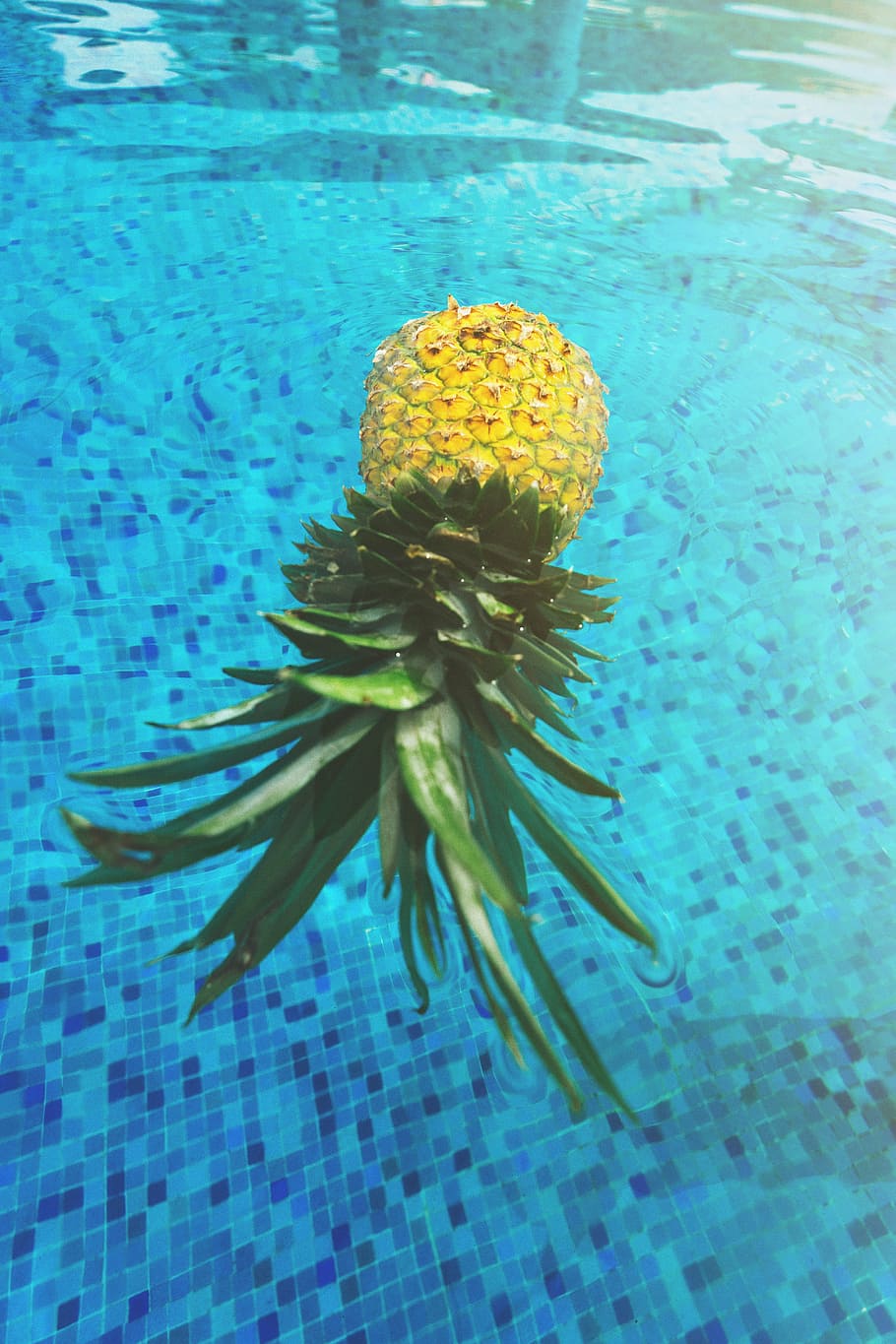 ananas, legeme, vand, flyde, flydende, frugt, Mexico, pool, udvej, sommer, sommer vibes, sommertid, fliser, tropisk, tropisk frugt, blomst, ingen mennesker, natur, svømmepøl, skønhed i naturen, dag, tæt på, skrøbelighed, udendørs, hav, undervands-, blå, dyr i naturen, dyreliv, blomstrende plante, sårbarhed, friskhed, svømning, dyre temaer, blomsterhoved, marine, turkisfarvet, renhed, 5K