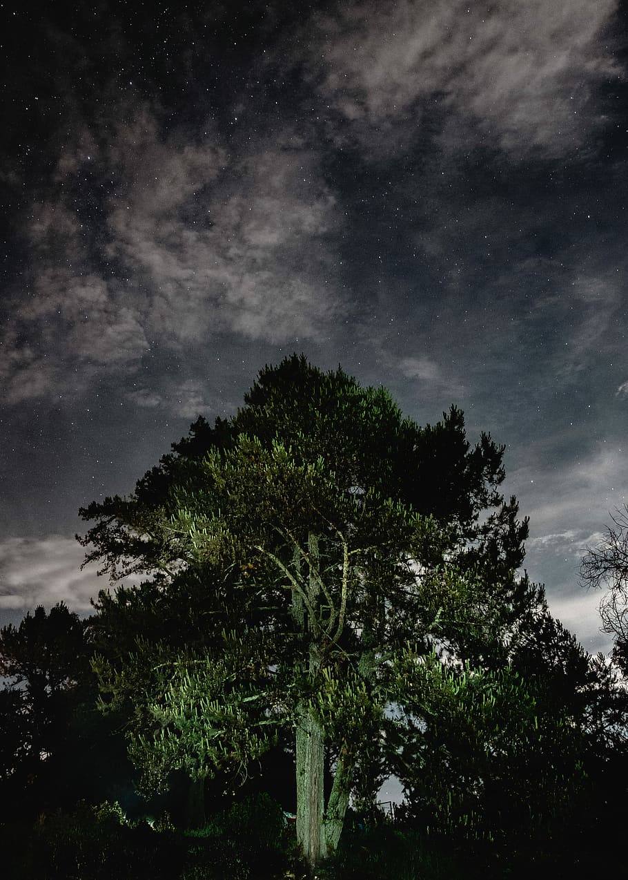verd, arbres, negre, cel, arbres verds, arbre, estrella, nit, núvol, a l'aire lliure, campament, mexicà, bosc, pintura lleugera, llum de les torxes, llanterna, tronc, brachne, exposició durant molt de temps, planta, núvol - cel, creixement, bellesa a la natura, tranquil·litat, escenics - natura, naturalesa, cap gent, vista d’angle baix, escena tranquil·la, estrella - espai, espai, escena no urbana, terra, silueta, astronomia, 4K