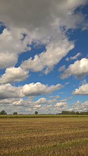 skyer, himmel, blå, skyer form, hvid, enorm, sky - himmel, landskab, Mark, miljø, jord, landbrug, rolig scene, ro, scenics - natur, landlige scene, skønhed i naturen, natur, plante, dag, ingen mennesker, vækst, afgrøde, gård, udendørs, plantage, 2K, CC0, offentligt domæne, royaltyfrie