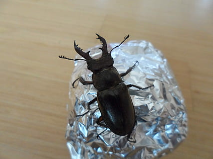 el venado bicho, insectos, insecto, guay, invertebrado, de cerca, fauna animal, un animal, nadie, animal, temas de animales, animales en la naturaleza, adentro, mesa, vista de alto ángulo, día, material de madera, enfoque selectivo, escarabajo, directamente arriba, centrarse en primer plano, frescura, naturaleza muerta, 4K, CC0, dominio público, libre de derechos