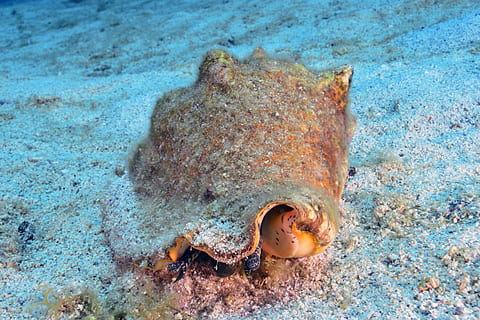Schale, Meeresboden, Gerätetauchen, Tierthemen, Wasser, Tierwelt, Tier, Meer, Tiere in freier Wildbahn, ein Tier, unterseeisch, Leben im Meer, unter wasser, Natur, Marine, High Angle View, Schwimmen, Tag, Fisch, wirbellos, keine Leute, Sand, Mund offen, 1080P, CC0, gemeinfrei, lizenzfrei