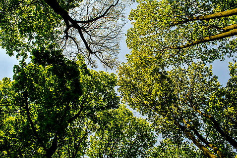 uitzicht, boom, Bos, hemel, bossen, vanaf de onderkant van de, natuur, tak, groene kleur, Boomkap, fabriek, geen mensen, dag, detailopname, gras, land-, volledig kader, buitenshuis, achtergronden, getextureerde, sport, groei, kopie ruimte, veld-, ingebouwde structuur, textiel, architectuur, blanco, 4K, CC0, publiek domein, royaltyvrij