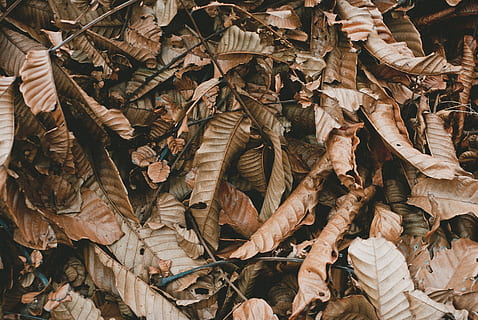 avvicinamento, foto, secco, le foglie, autunno, foglia, Marrone, mucchio, morto, terra, asciutto, caduta, autum, groundcover, giorno, parte vegetale, abbondanza, fotogramma intero, nessuno, grande gruppo di oggetti, natura, sfondi, vista dall'alto, vulnerabilità, fragilità, legno - materiale, all'aperto, modificare, tritato, 4K, CC0, dominio pubblico, privo di copyright
