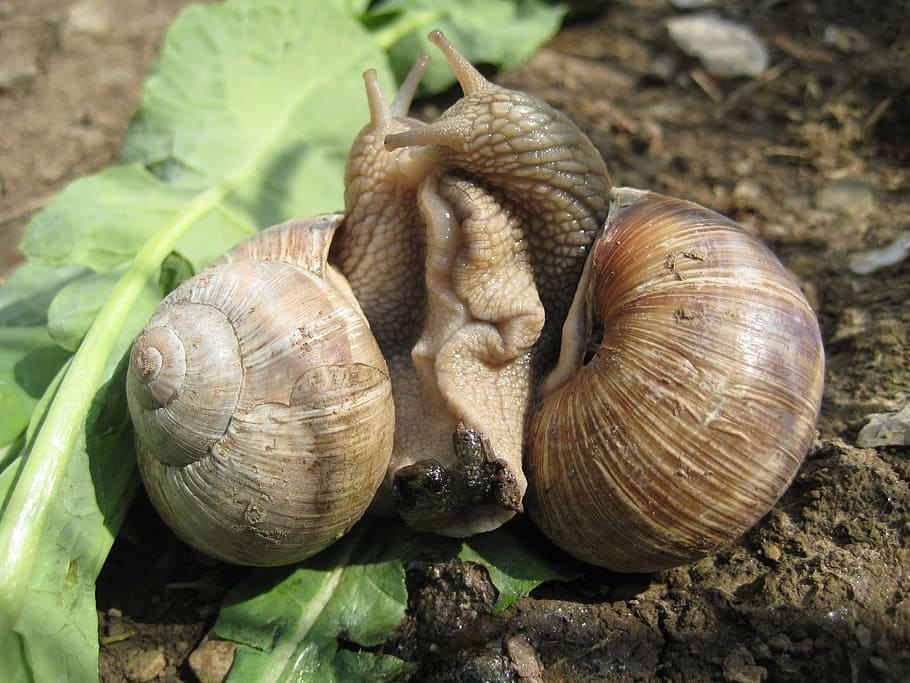 escargots, cargol, maridatge, shell, animal, fauna animal, closca d’animals, mol·lusc, temes d'animals, primer pla, animals a la natura, gasteròpode, cap gent, grup d’animals, naturalesa, invertebrat, camp, dia, terra, centrar-se en primer pla, planta, 2K