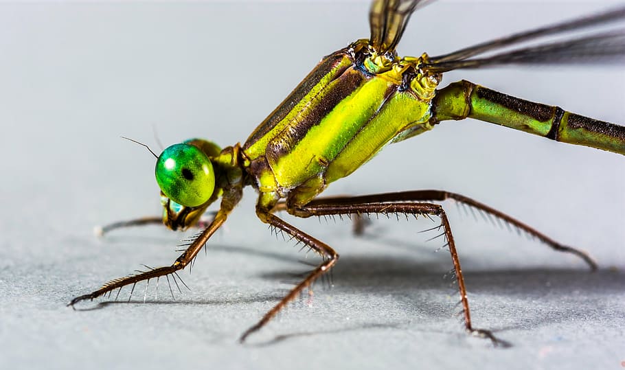 libèl·lula, insecte, tancar, ull, verd, compost, cames, bedornt, animal, naturalesa, primer pla, macro, temes d'animals, invertebrat, fauna animal, un animal, animals a la natura, color verd, part del cos dels animals, cap gent, antena animal, dia, membre, a l'aire lliure, ala dels animals, longitud completa, primer pla extrem, cap d’animals, ull d’animals, 5K