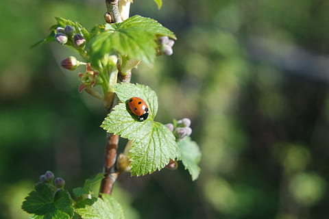 primăvară, stafidă, Ladybird, plantă, creştere, Culoarea verde, animal, a închide, parte a plantelor, frumusețe în natură, zi, frunze, natură, animale tematice, animale sălbatice, să se concentreze asupra primelor elemente, animale în sălbăticie, insectă, nevertebrat, floare, un animal, planta cu flori, nici o persoana, în aer liber, polenizare, 5K, CC0, domeniu public, fără drepturi de autor