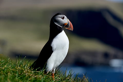 selektivní, zaměření fotografie, bílý, Černá, pták, puffin, zvíře, Příroda, volně žijících živočichů, zobák, Faerské ostrovy, mořský pták, zvířata ve volné přírodě, Pírko, Island, moře, venku, antarktida, Černá barva, tučňák, jednoho zvířete, zvířat, obratlovců, zaměřit se na popředí, nikdo, voda, tráva, detail, den, bílá barva, část těla zvířete, rostlina, zvířecí hlavy, zobrazení profilu, 5K, CC0, veřejná doména, bez autorských práv