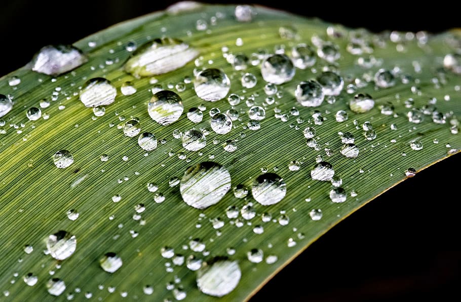 regndråbe, dryppe, regn, vand, våd, tæt, blad, dråbe vand, makro, beaded, grøn, reed leaf, natur, grøn farve, dråbe, ingen mennesker, plante del, plante, tæt på, miljø, sort baggrund, selektiv fokusering, skønhed i naturen, studio skud, udendørs, ekstrem nærbillede, renhed, dug, 1080P