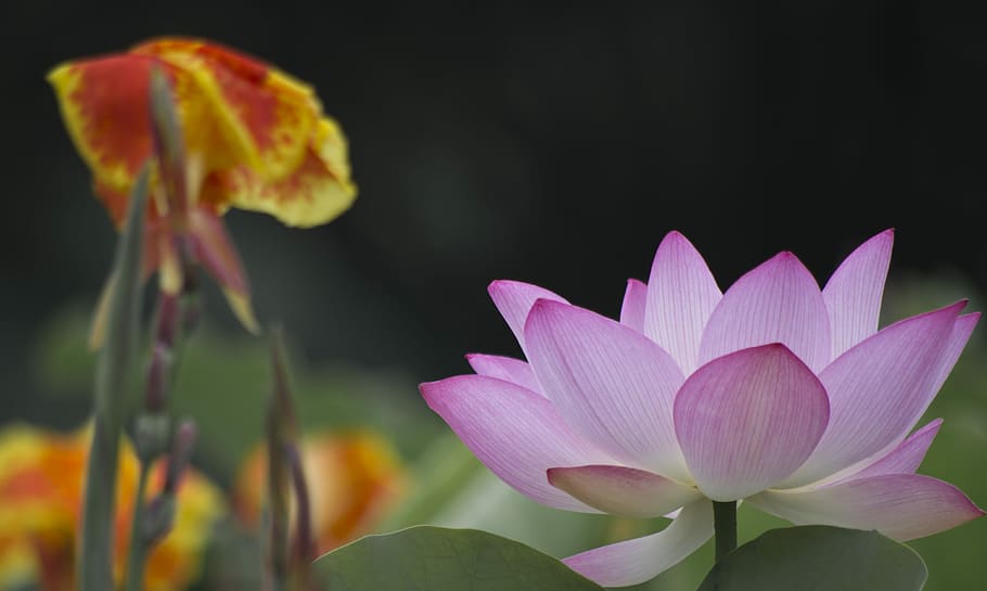 lotus, bun, frumos, floare, petală, cap de floare, fragilitate, frumusețe în natură, natură, planta cu flori, vulnerabilitate, plantă, prospeţime, a închide, inflorescenţă, creştere, culoarea roz, nufăr, să se concentreze asupra primelor elemente, lotus de apă crin, nici o persoana, frunze, Violet, 4K