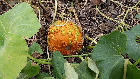 græskar patch, efterår, orange, høst, blad, plante del, plante, vækst, mad og drikke, mad, natur, ingen mennesker, tæt på, grøn farve, sund kost, dag, skønhed i naturen, høj vinkel visning, velvære, orange farve, udendørs, jord, frugt, Mark, 4K, CC0, offentligt domæne, royaltyfrie