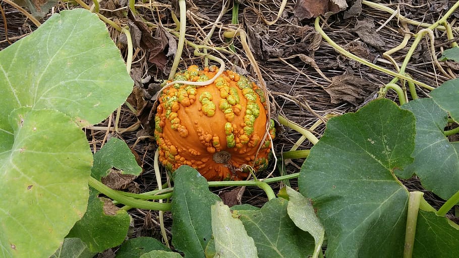 pegat de carbassa, caure, tardor, taronja, collita, full, part de la planta, planta, creixement, menjar i beguda, menjar, naturalesa, cap gent, primer pla, color verd, alimentació saludable, dia, bellesa a la natura, vista d’angle alt, benestar, color taronja, a l'aire lliure, terra, fruita, camp, 4K