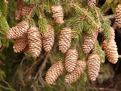 pinjekegler, hanen, træ, nåletræ, fælles gran, picea abies, rød gran, gran, Picea, moden, frø, plante, vækst, grøn farve, natur, tæt på, dag, ingen mennesker, fokus på forgrunden, grankogle, Pinaceae, skønhed i naturen, afdeling, fyrretræ, udendørs, mad og drikke, selektiv fokusering, mad, friskhed, nål - plante del, 2K, CC0, offentligt domæne, royaltyfrie