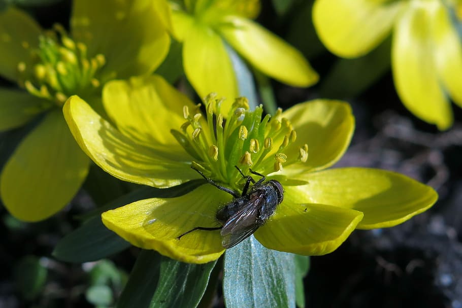 Winterling, flyve, natur, blomst, plante, blomstre, flor, gul, tæt på, friskhed, dyreliv, skønhed i naturen, et dyr, dyr i naturen, dyre temaer, dyr, vækst, blomstrende plante, hvirvelløse, insekt, ingen mennesker, dag, grøn farve, mad, skrøbelighed, blomsterhoved, udendørs, bestøvning, 1080P