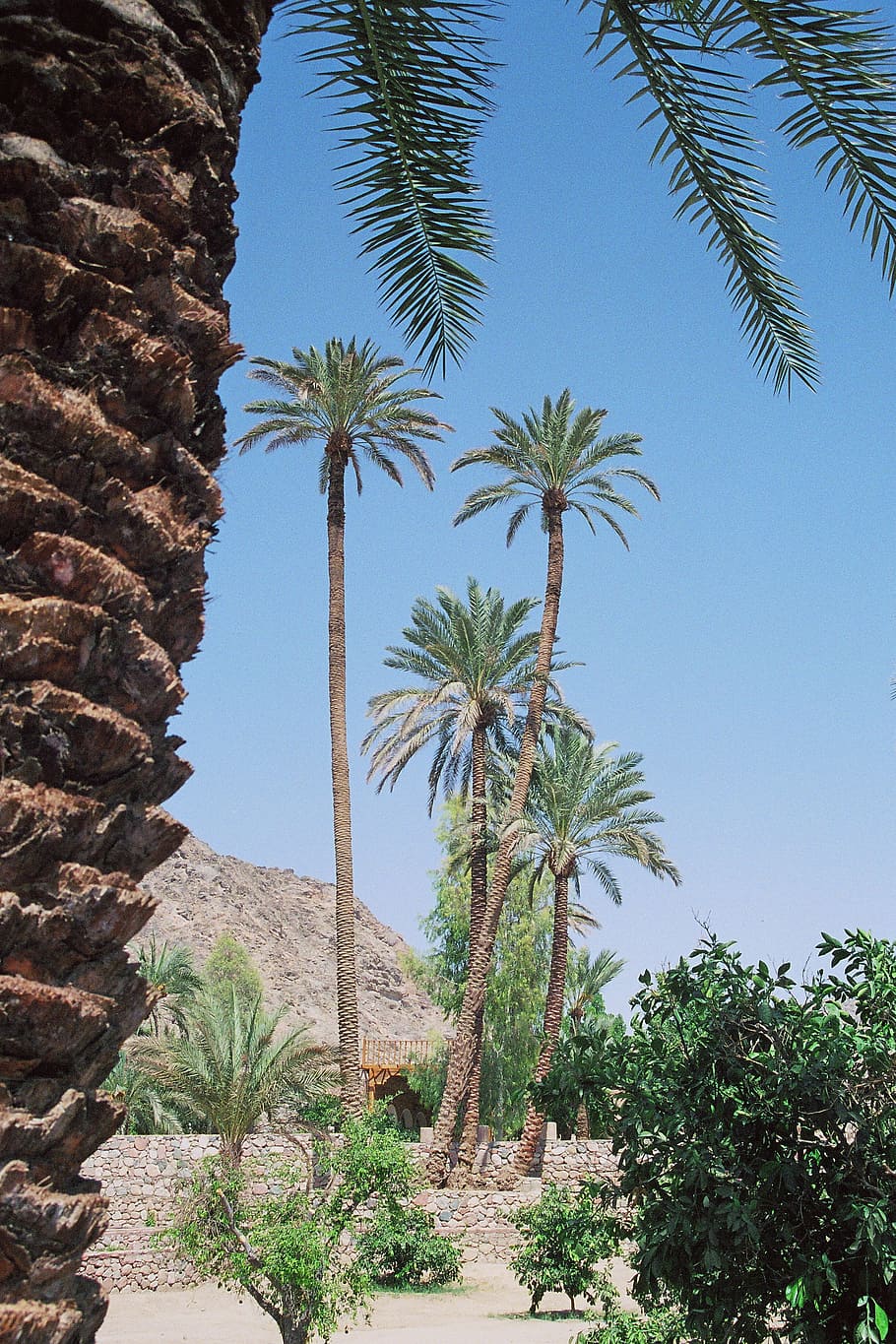 Oase, Wüste, Vegetation, Quelle, Wüste, Vegetation, Wasserstelle, Palmen, scan kb dia, Palme, Himmel, Blau, Baum, Natur, draußen, Reiseziele, Urlaube, Reise, Sommer-, Afrika, keine Leute, trockenes Klima, Tag, ruhige Szene, Pflanze, tropisches Klima, Wachstum, Schönheit in der Natur, Ruhe, Szenen - Natur, klarer Himmel, Land, Flachwinkelansicht, Dattelpalme, grüne Farbe, Palmblatt, 2K