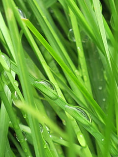 dråper, bakgrunnsbelysning, sol, gress, plen, soloppgang, natur, grønn farge, vekst, anlegg, blad, plante del, skjønnhet i naturen, nærbilde, full ramme, dag, miste, våt, vann, bakgrunn, gresstrå, selektiv fokusering, ingen folk, friskhet, utendørs, dugg, regndråpe, 2K, CC0, offentlig domene, opphavsrett gratis